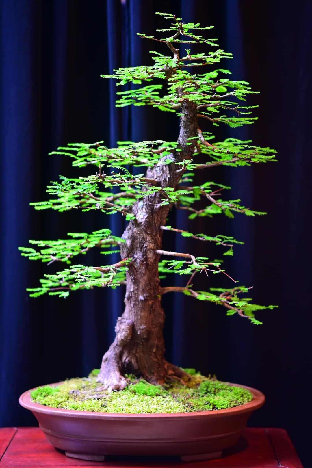 Facebook Bonsai #21
