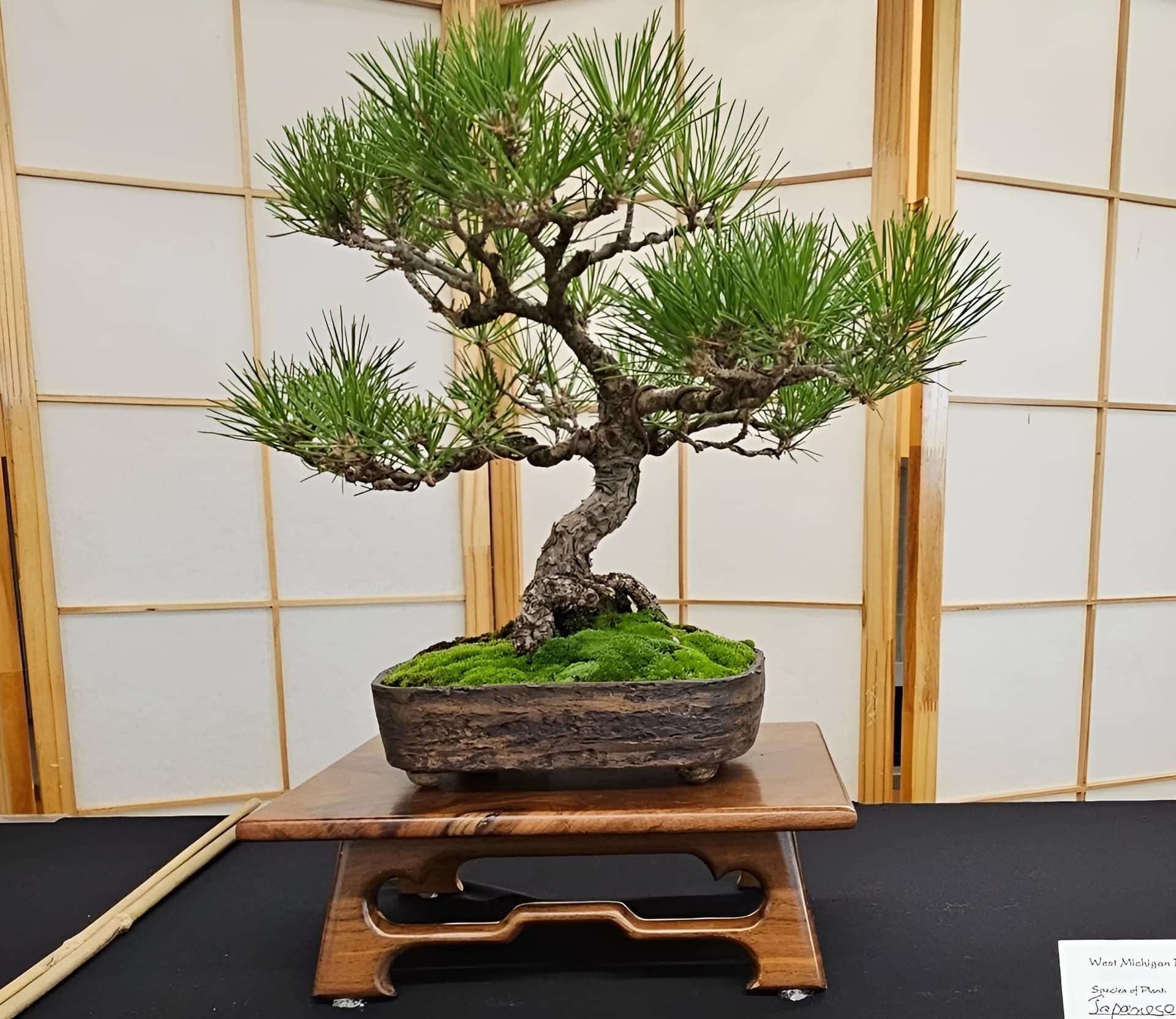 Facebook Bonsai #21