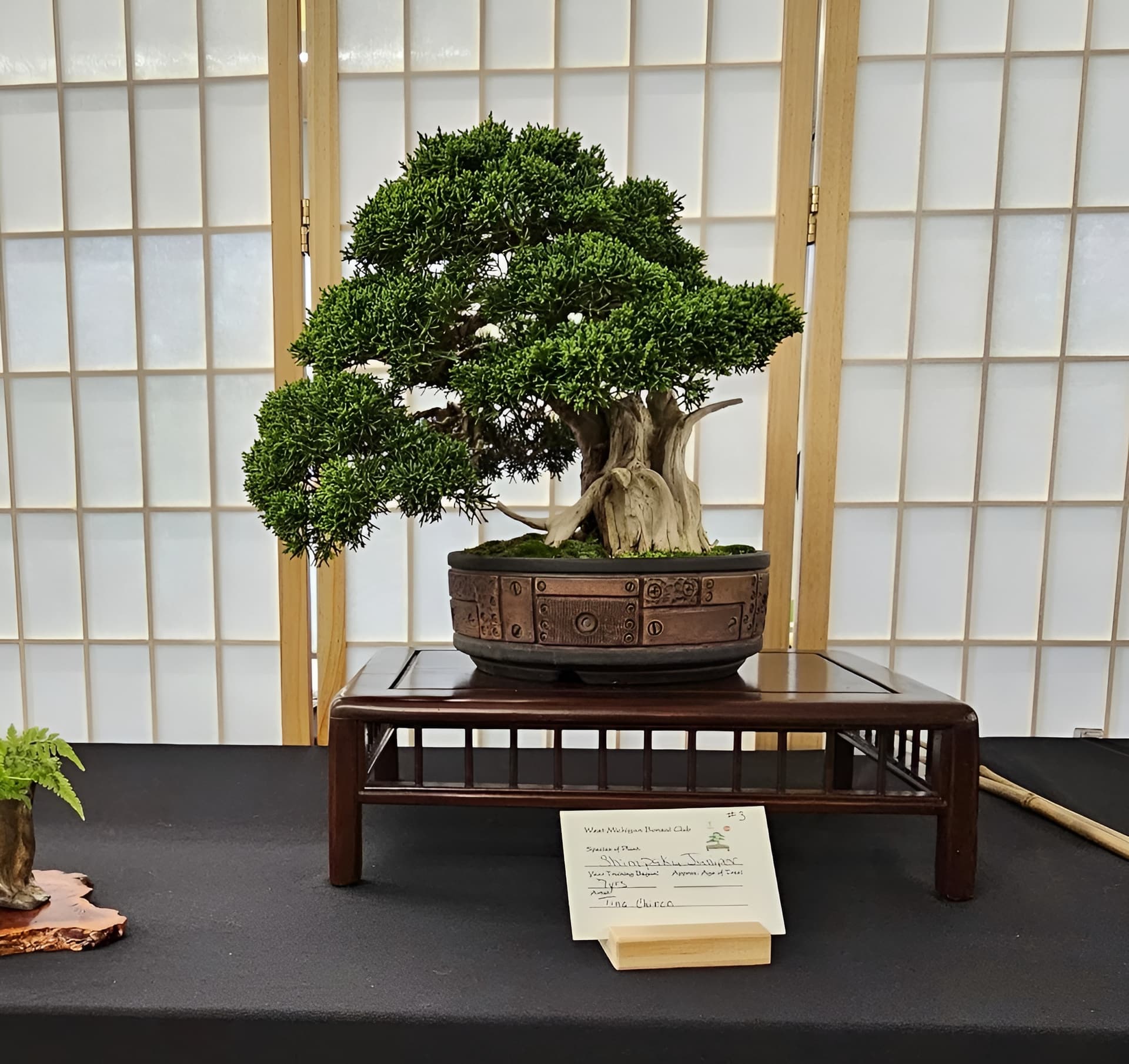 Facebook Bonsai #21