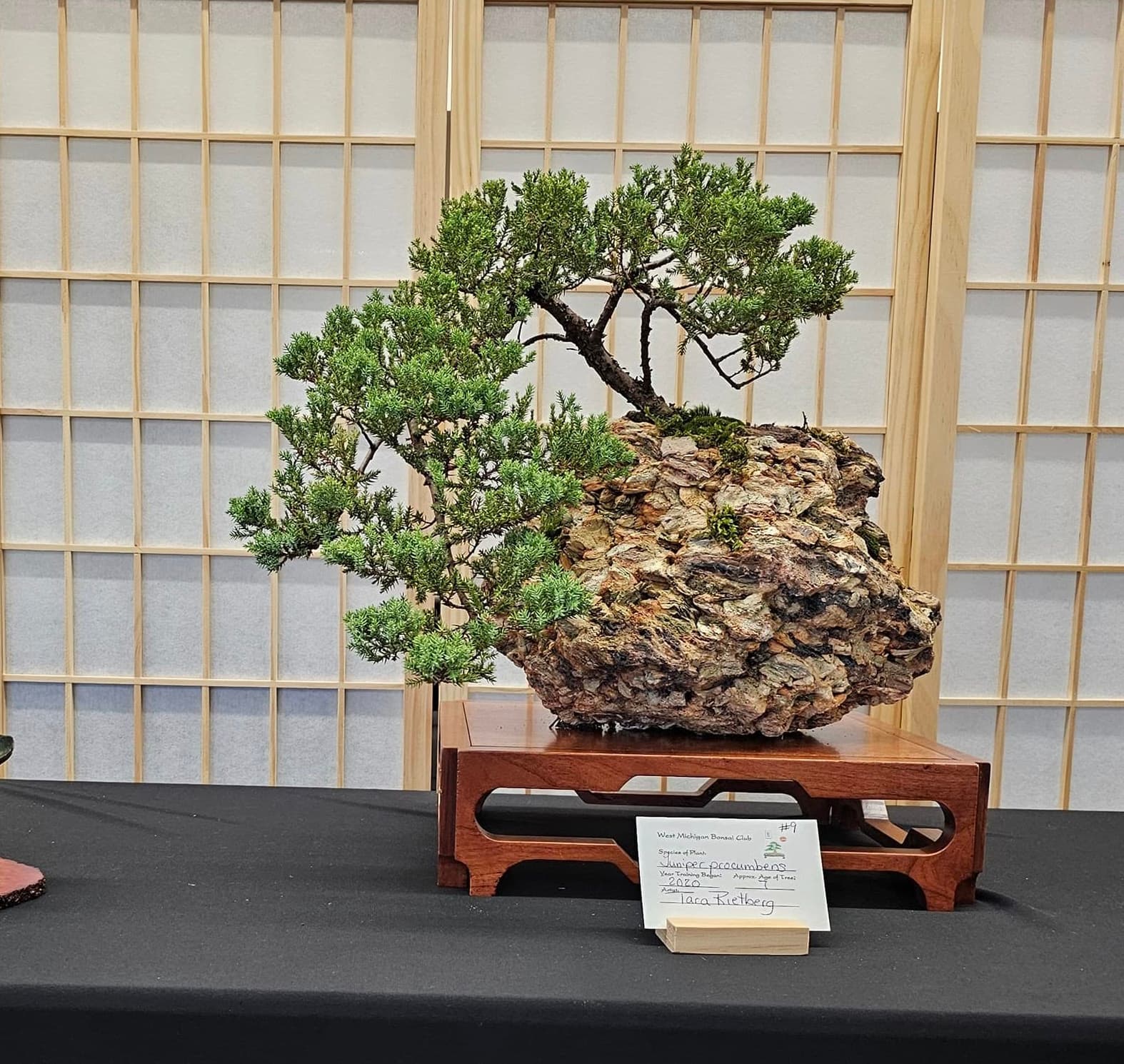 Facebook Bonsai #21
