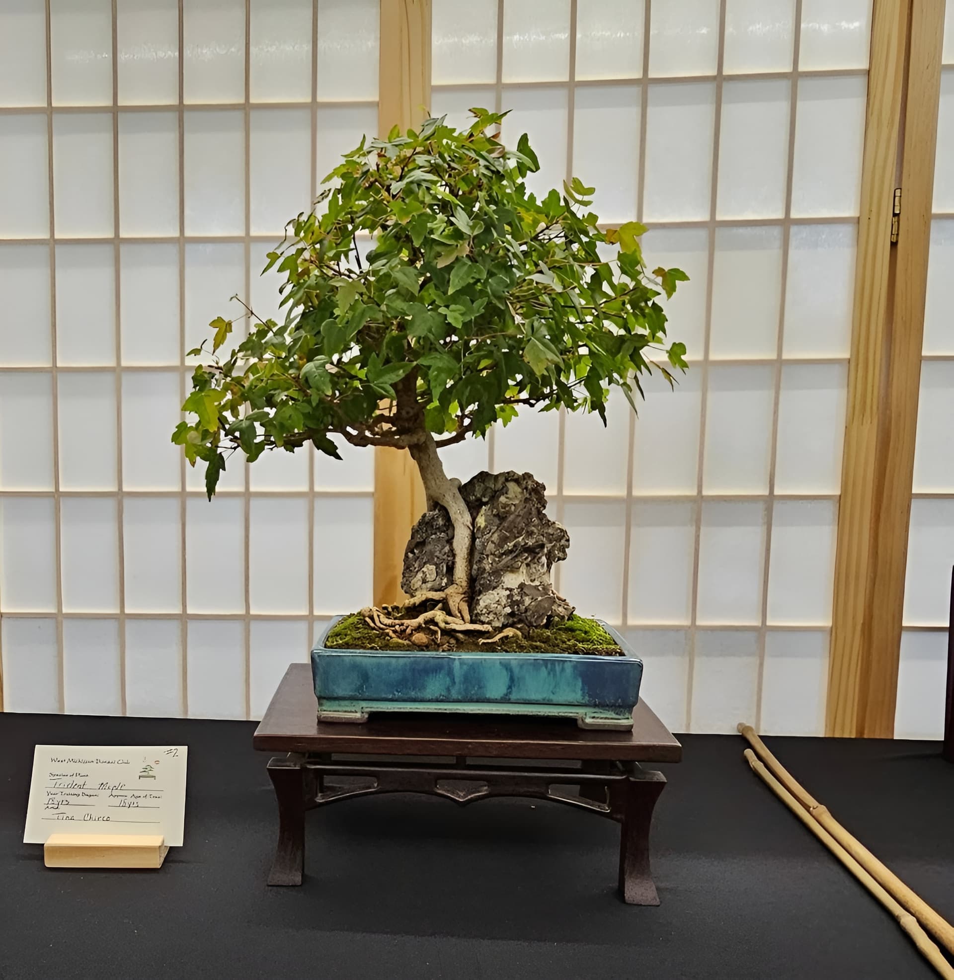 Facebook Bonsai #21