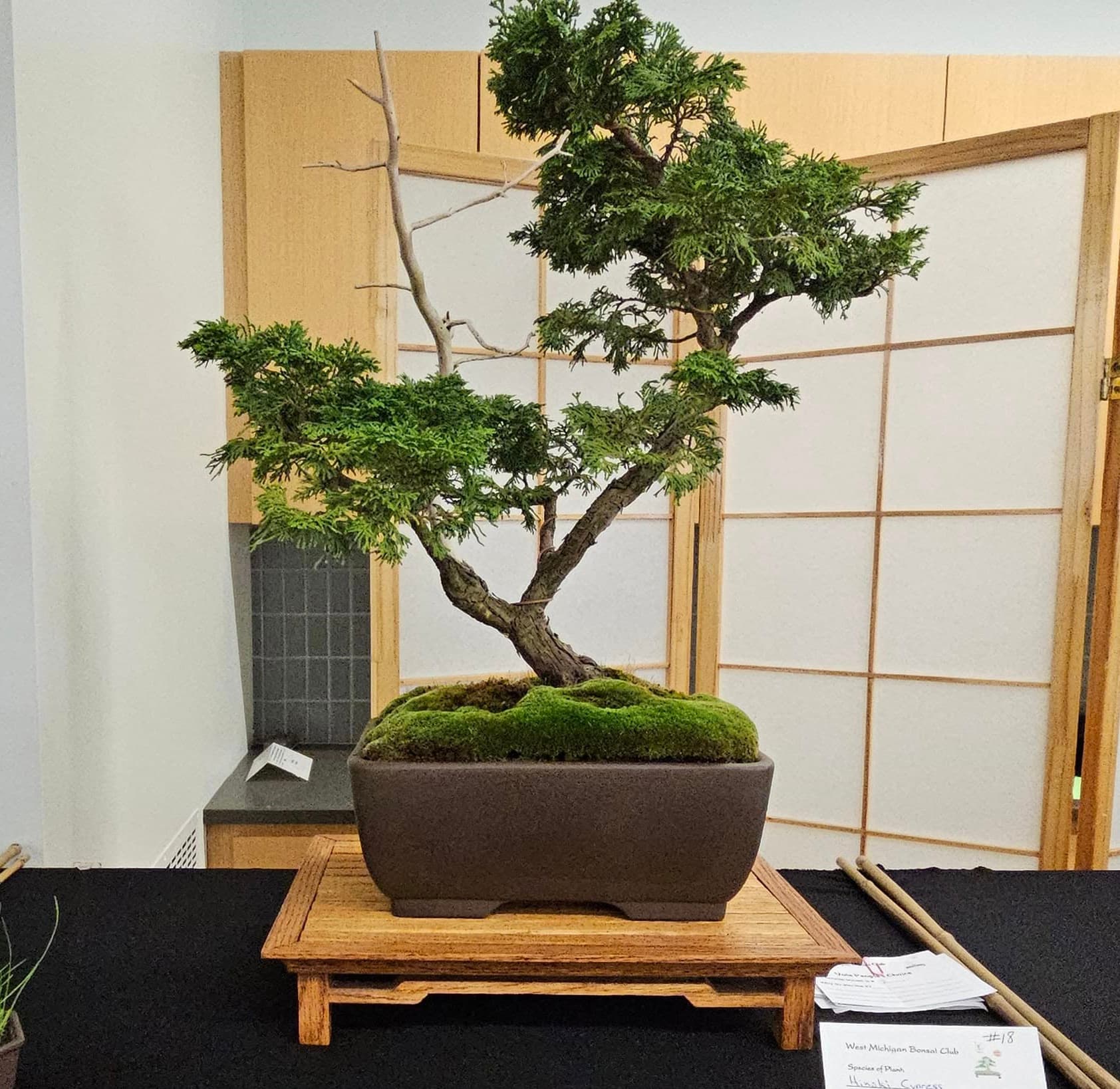 Facebook Bonsai #21