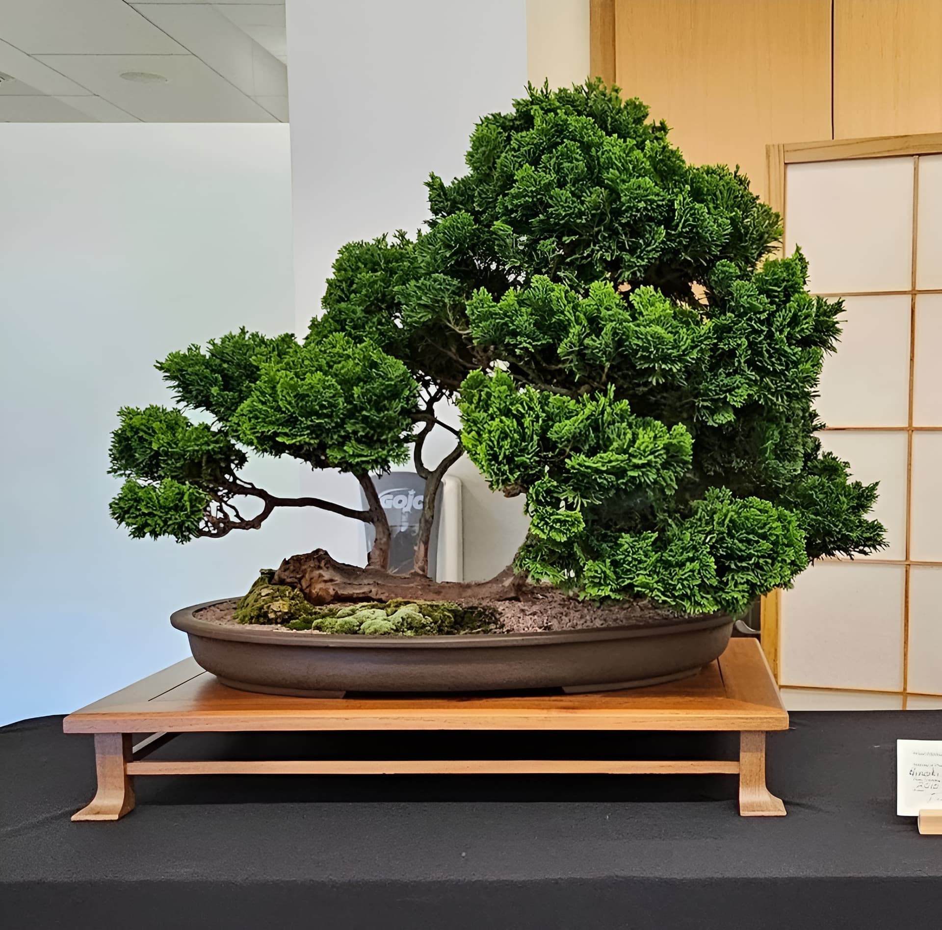 Facebook Bonsai #21