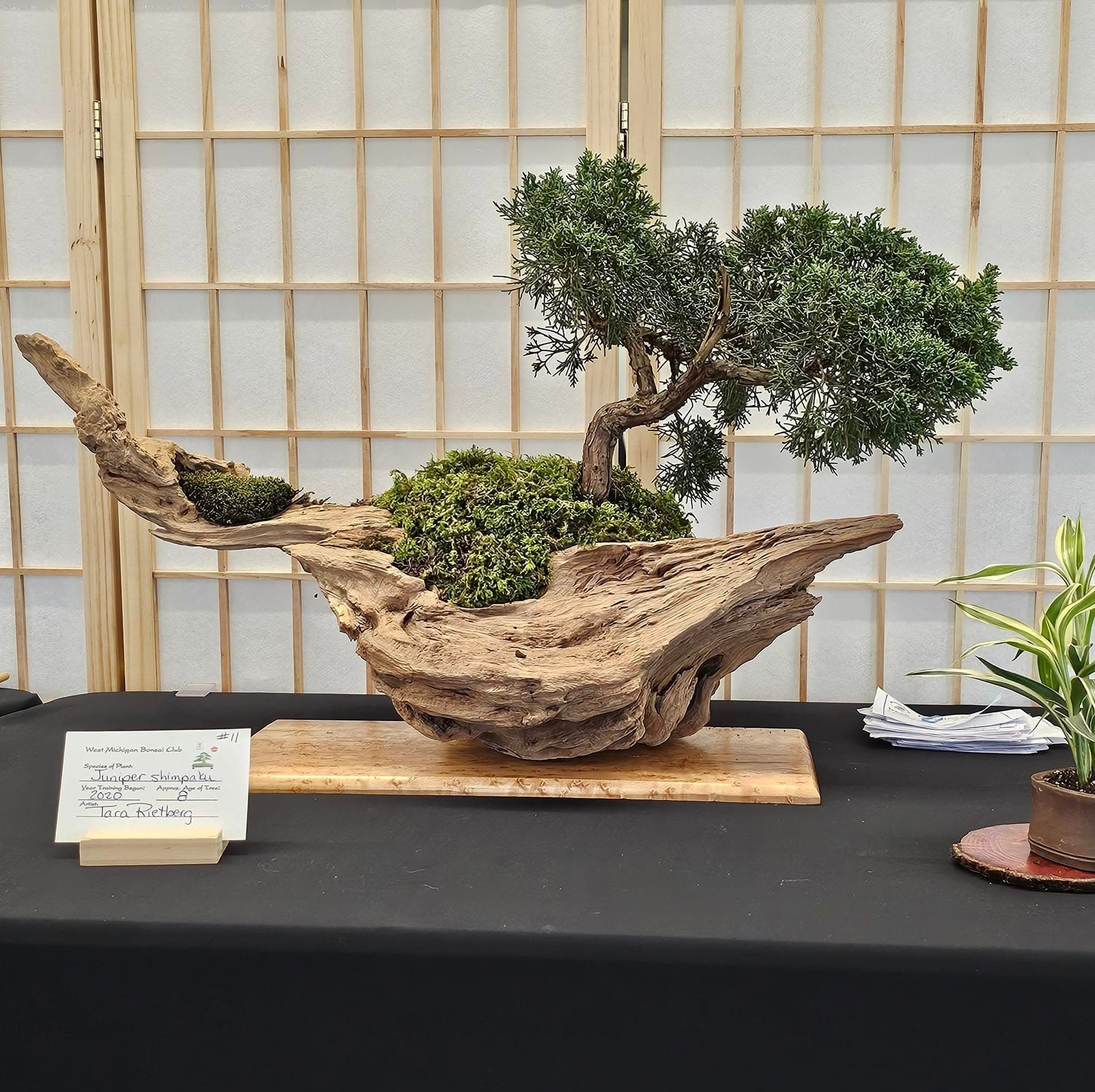 Facebook Bonsai #21