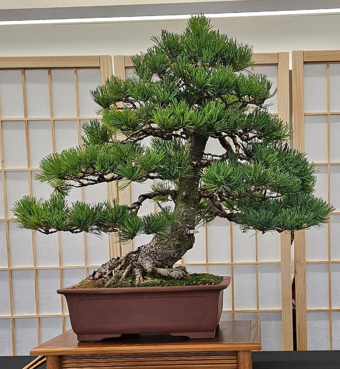 Facebook Bonsai #21