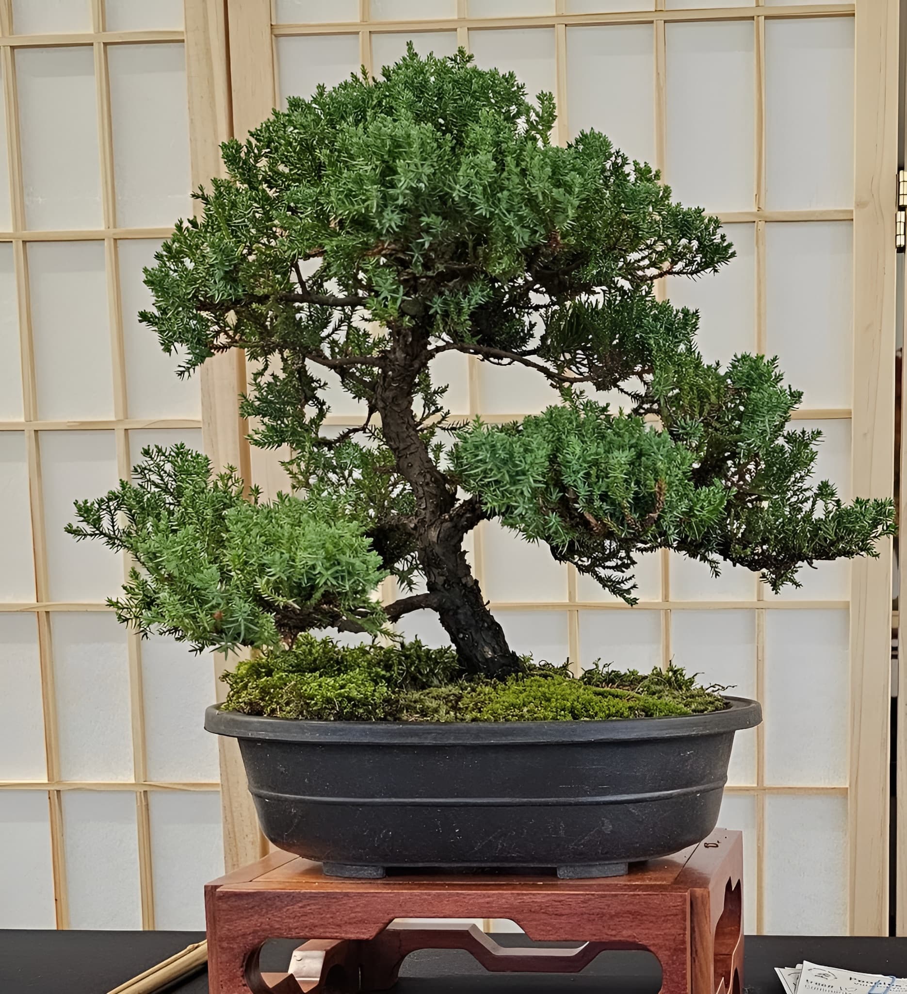 Facebook Bonsai #21