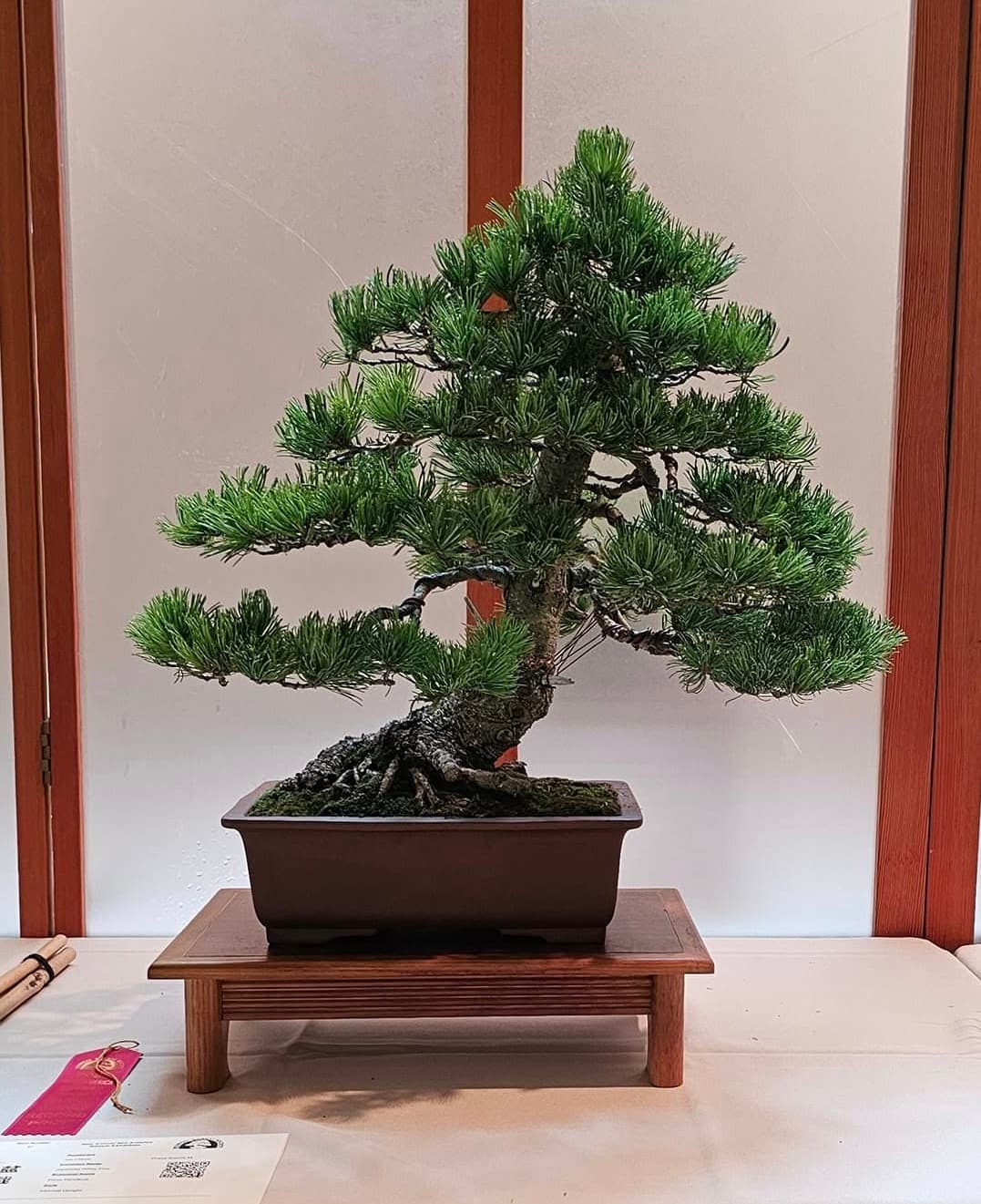 Facebook Bonsai #21