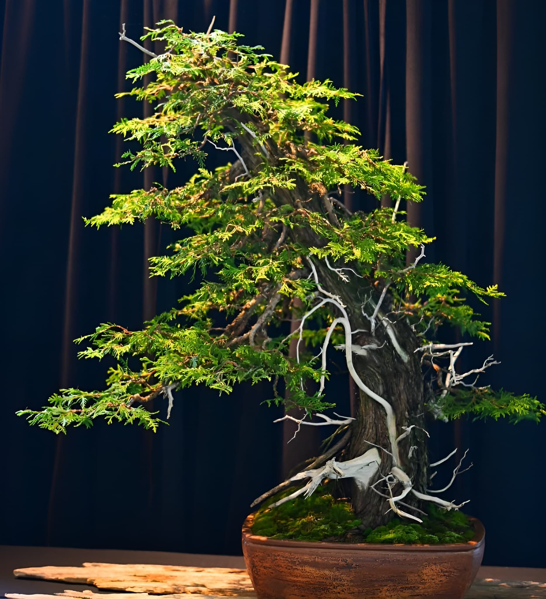 Facebook Bonsai #21