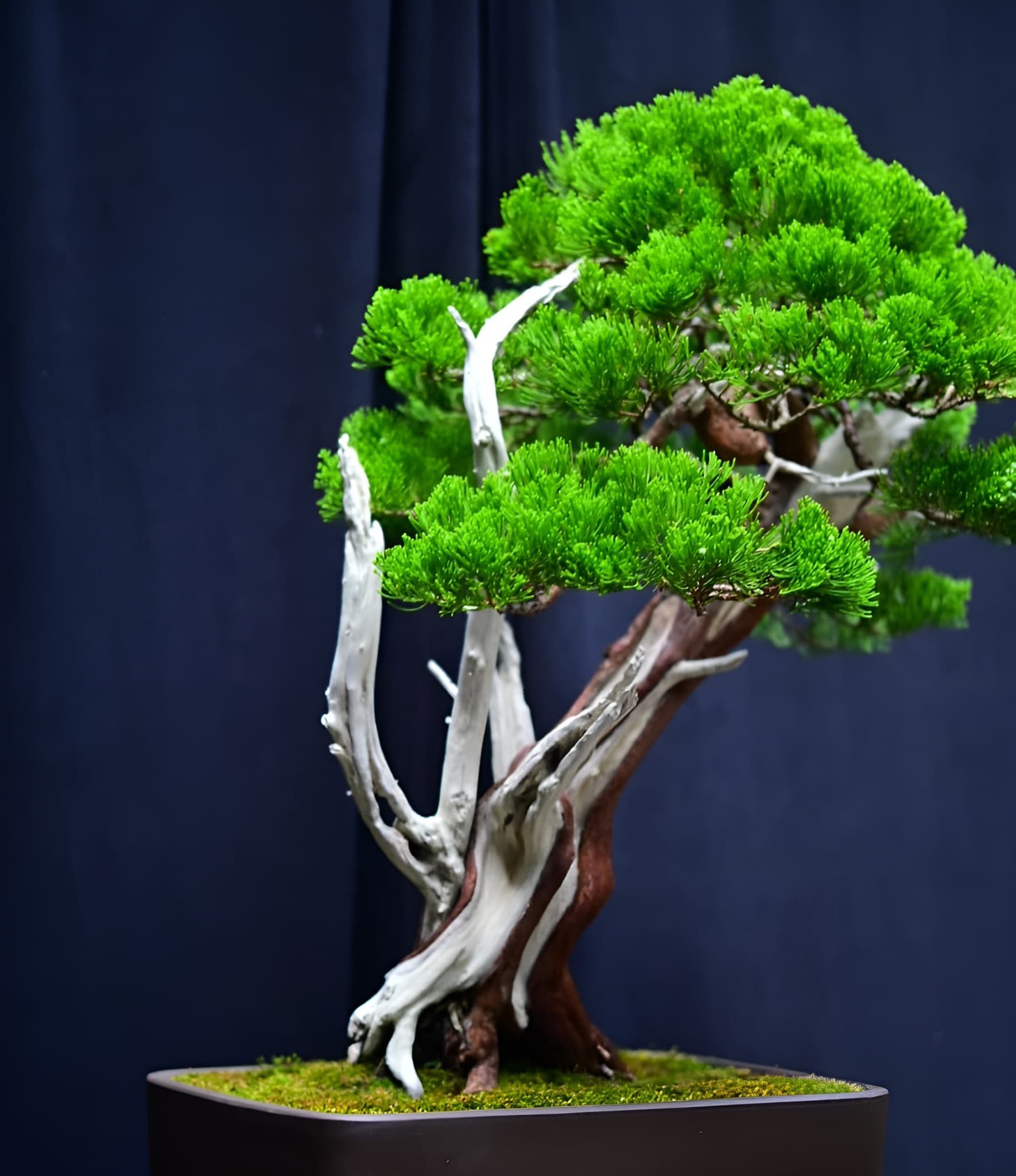 Facebook Bonsai #21