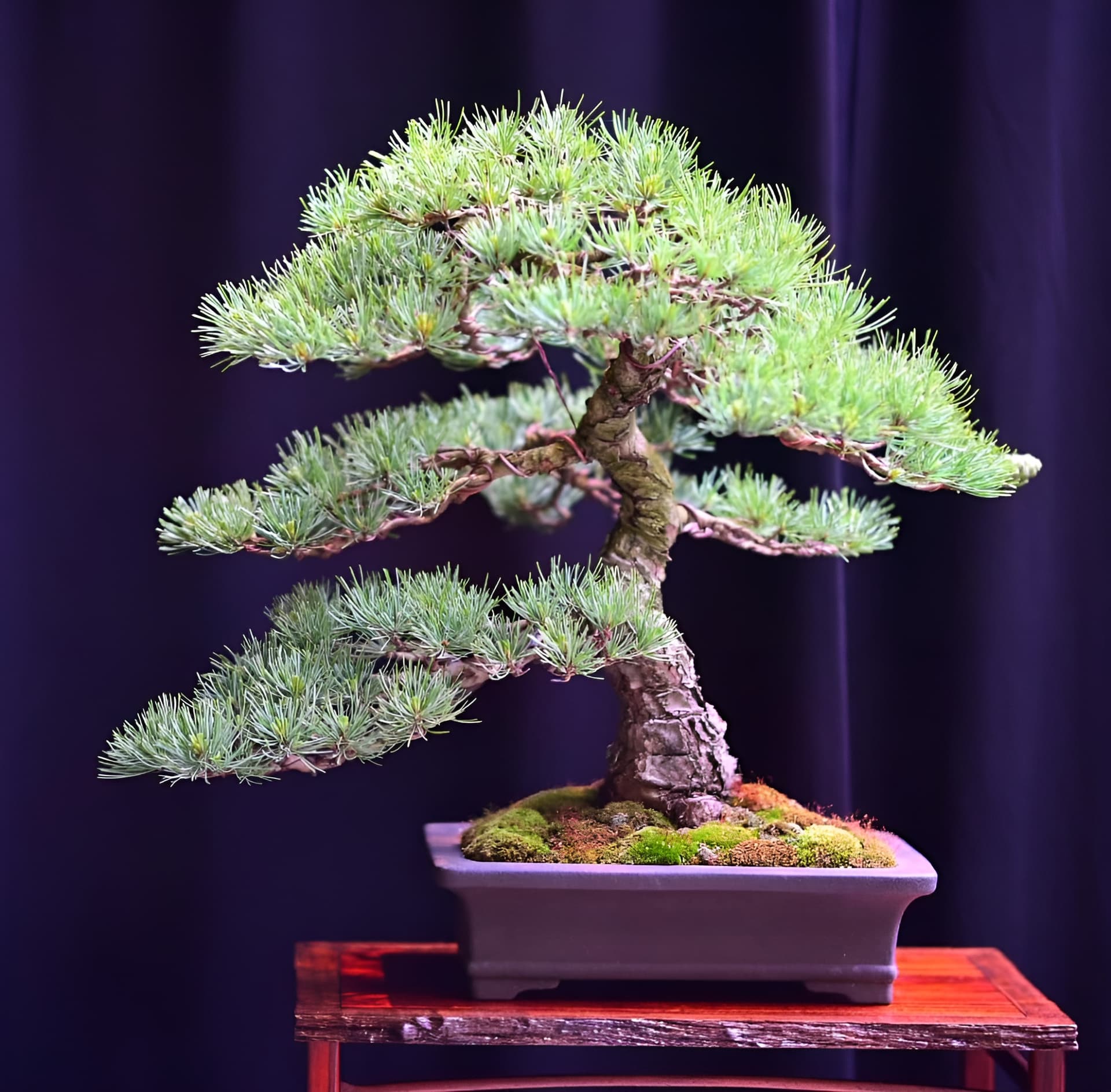 Facebook Bonsai #21