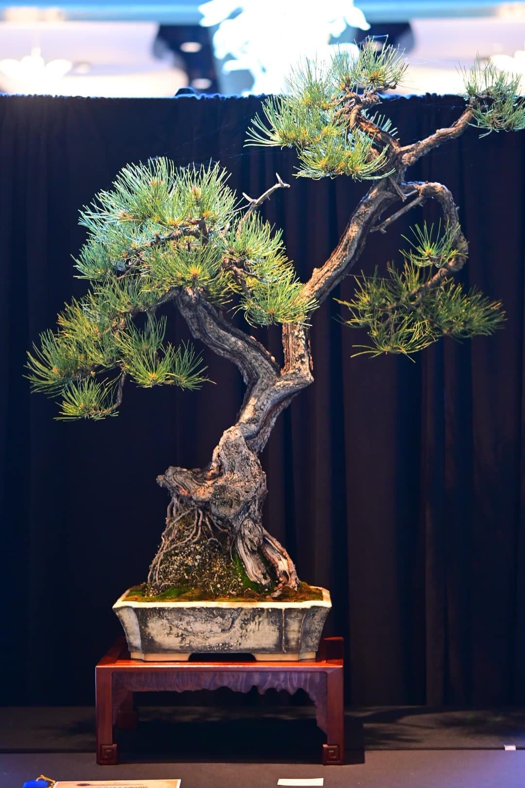 Facebook Bonsai #21