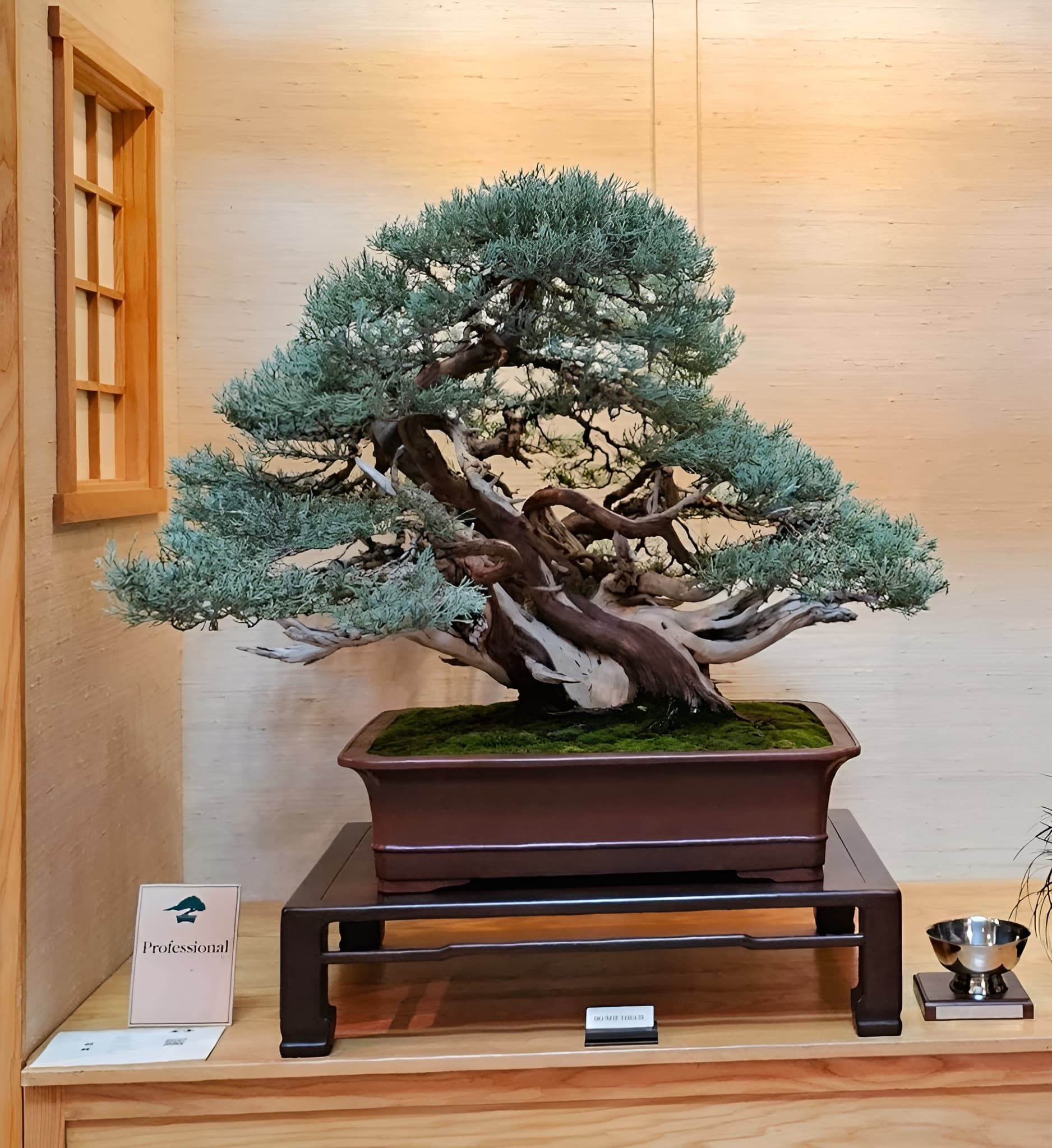 Facebook Bonsai #21