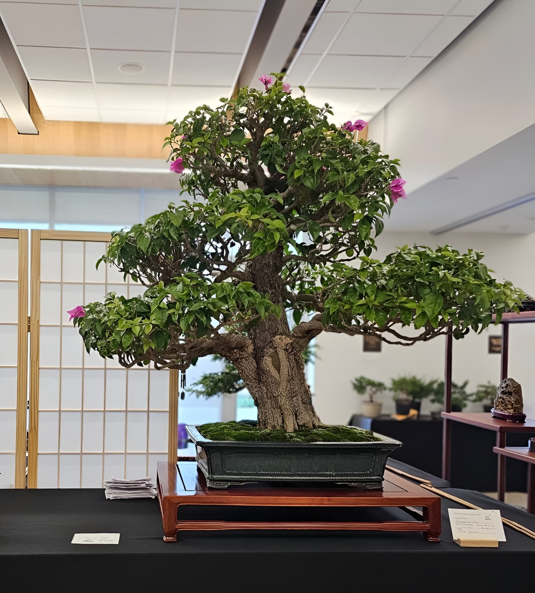 Facebook Bonsai #21