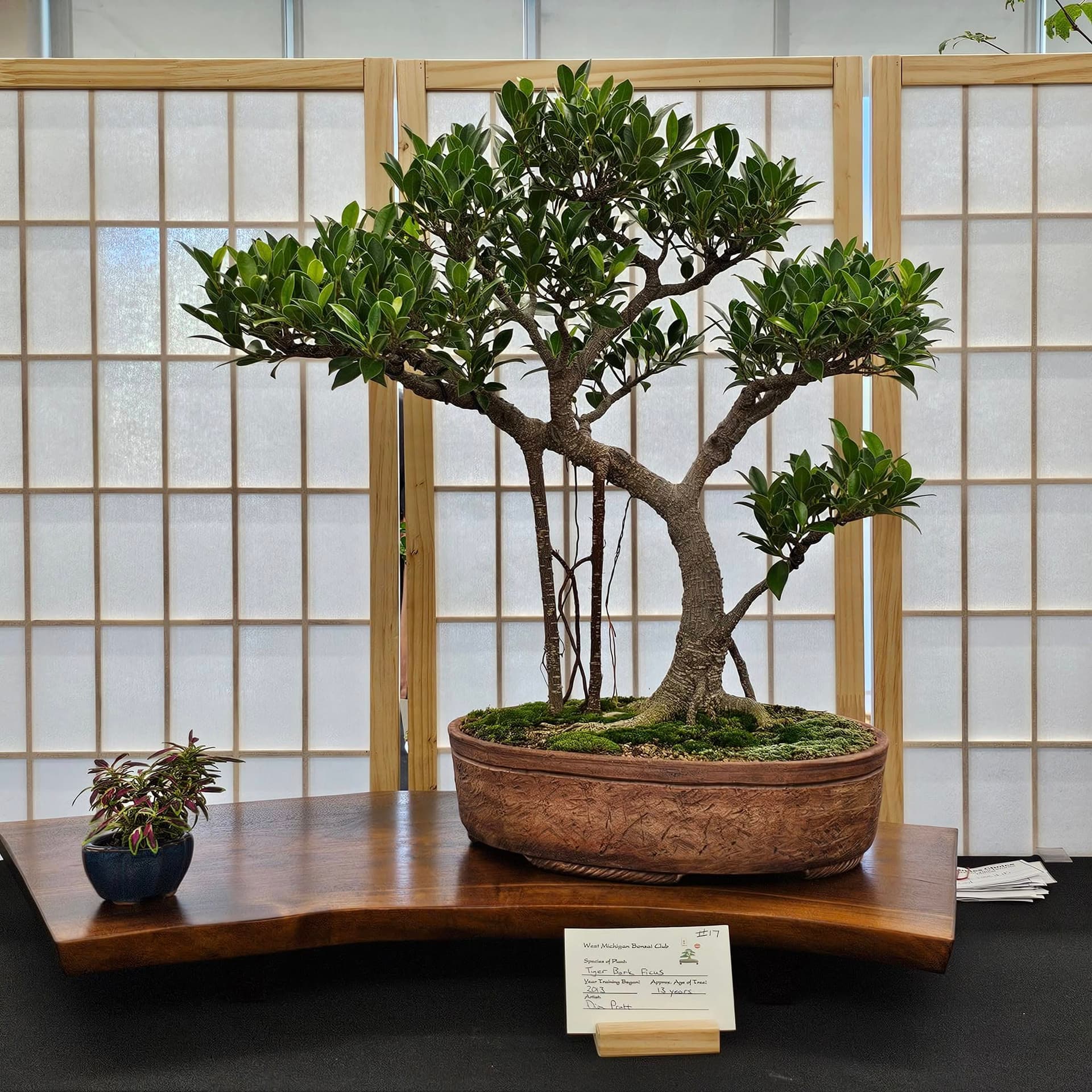 Facebook Bonsai #21