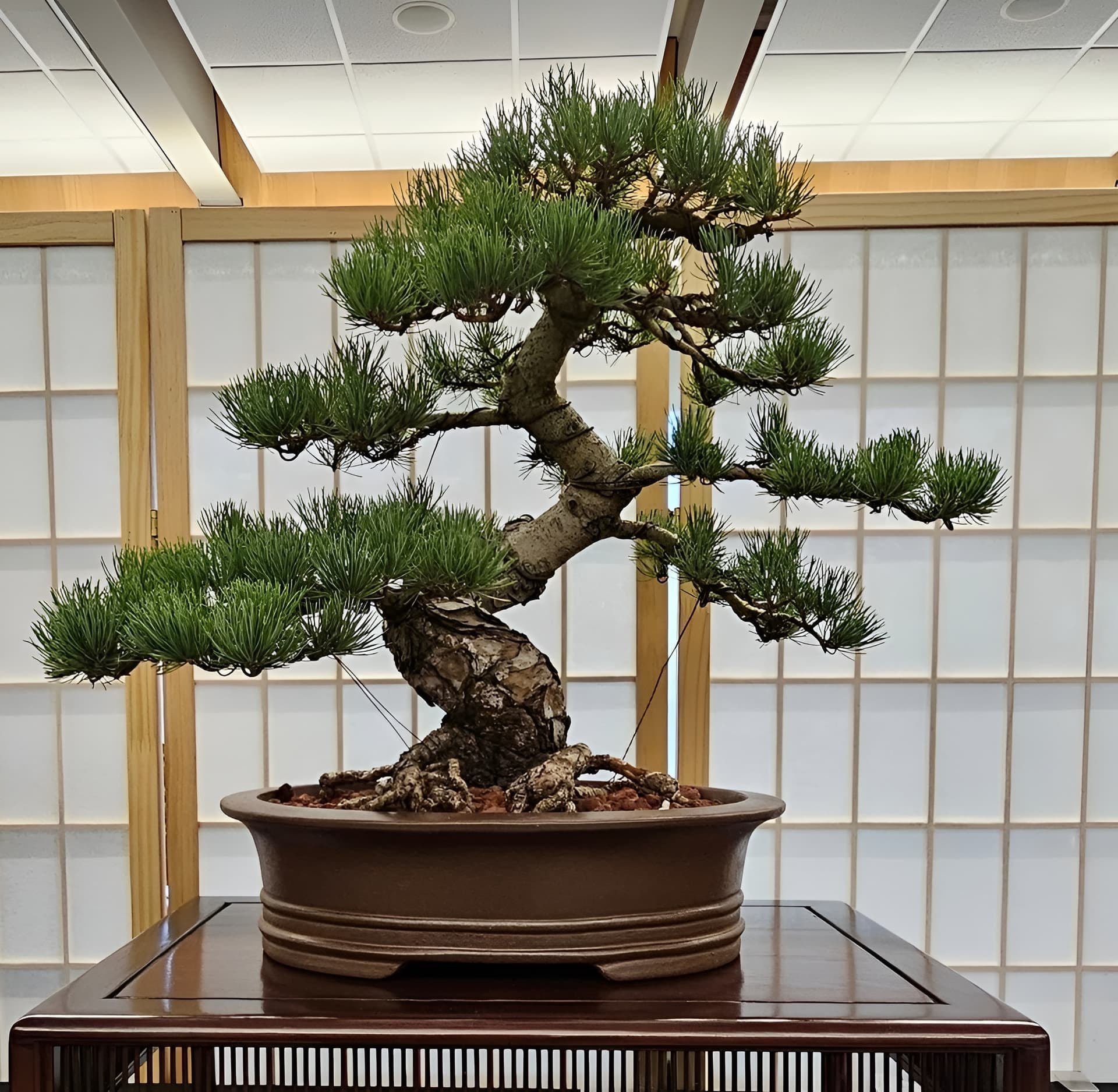 Facebook Bonsai #21