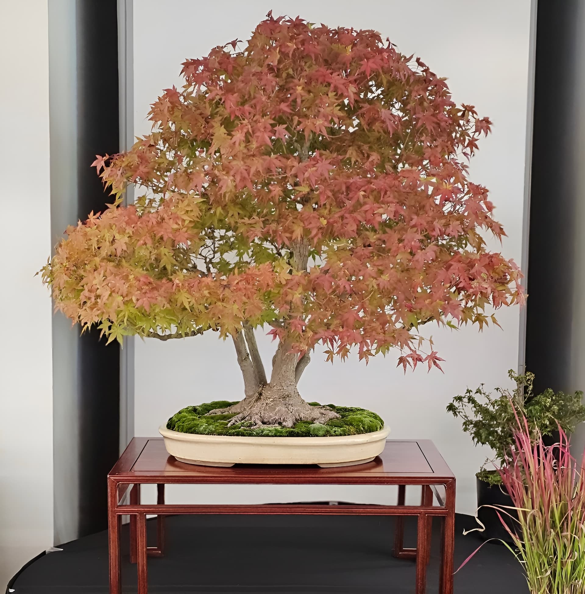 Facebook Bonsai #21