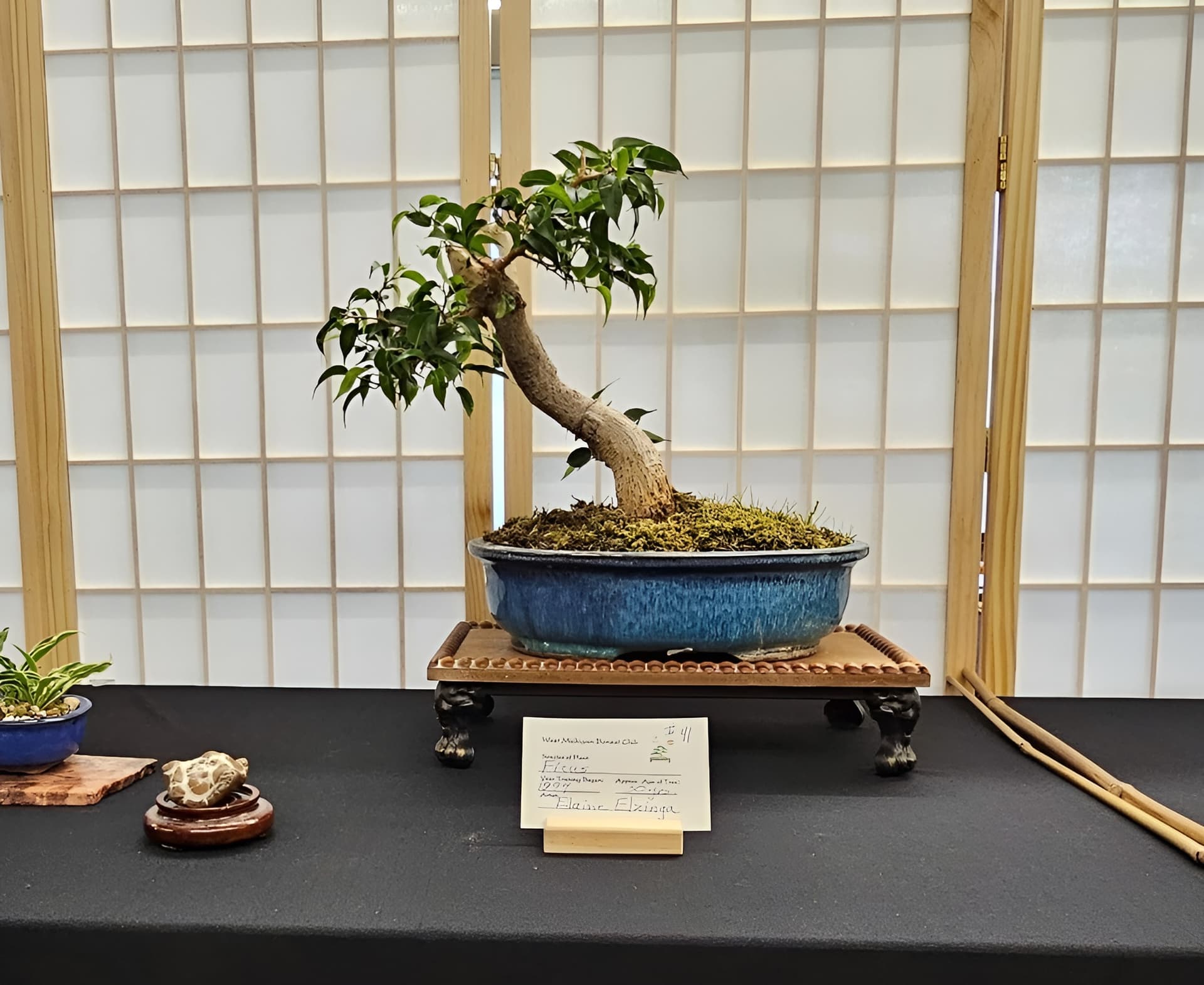 Facebook Bonsai #21
