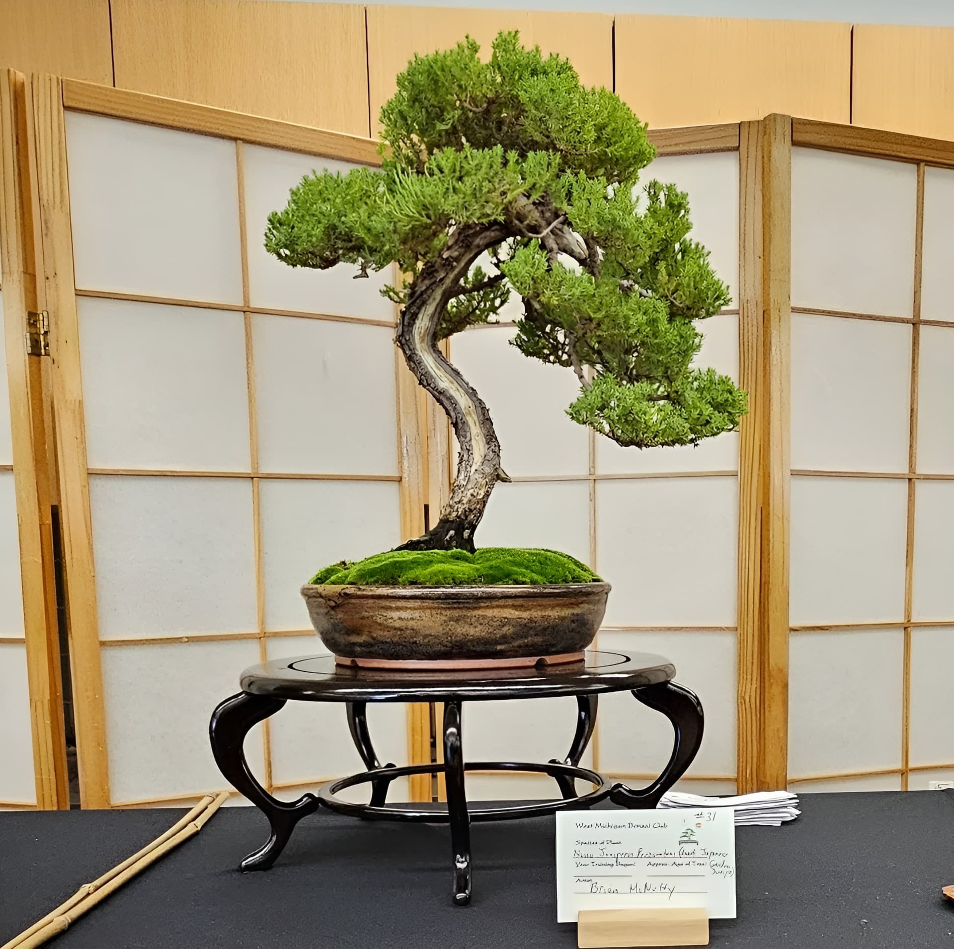 Facebook Bonsai #21