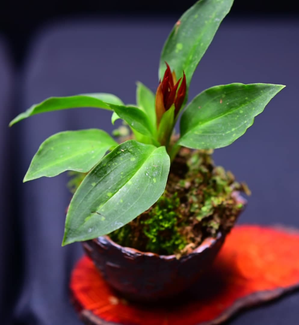 Facebook Bonsai #21